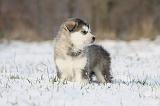 ALASKAN MALAMUTE 232